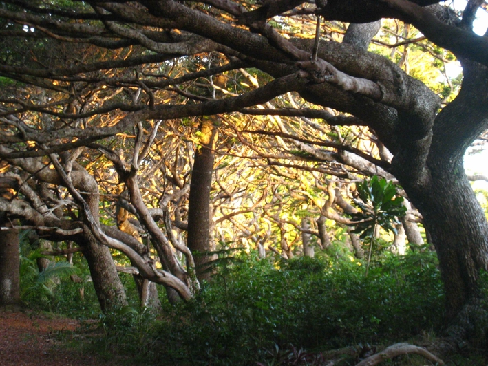 Nouvelle Calédonie Rivière Salée